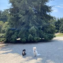 Westcrest Park Off-Leash Area photo 2
